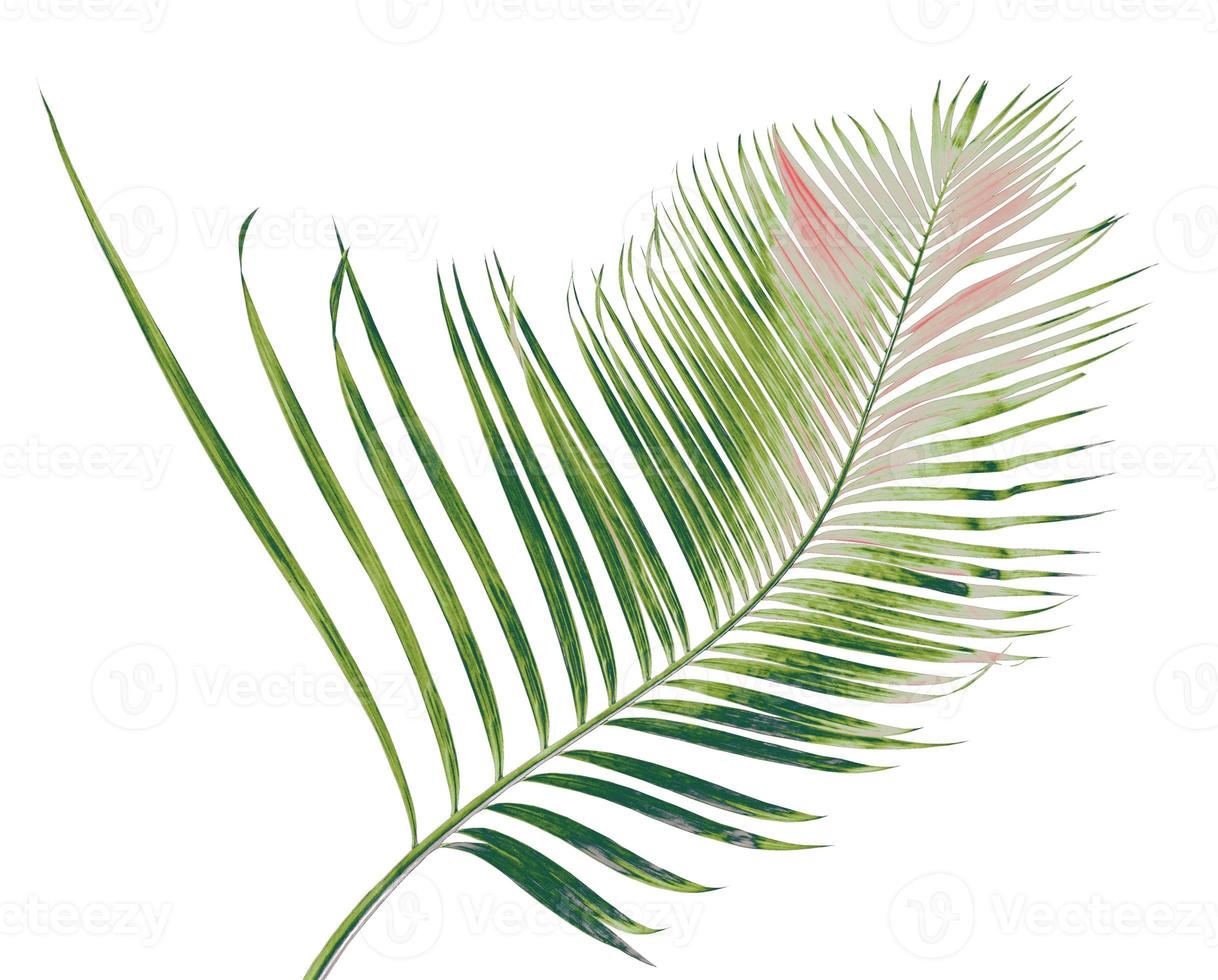 concept summer with green palm leaf from tropical . frond floral leaves branches tree isolated on white pattern background. flat lay, top view. photo