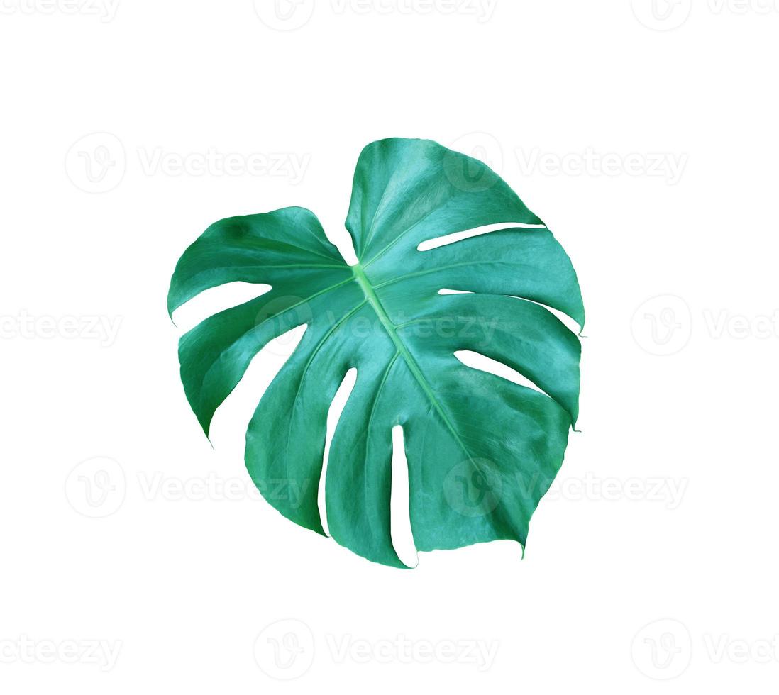 tropical jungle monstera leaves , Swiss Cheese leaf tree isolated on white background photo
