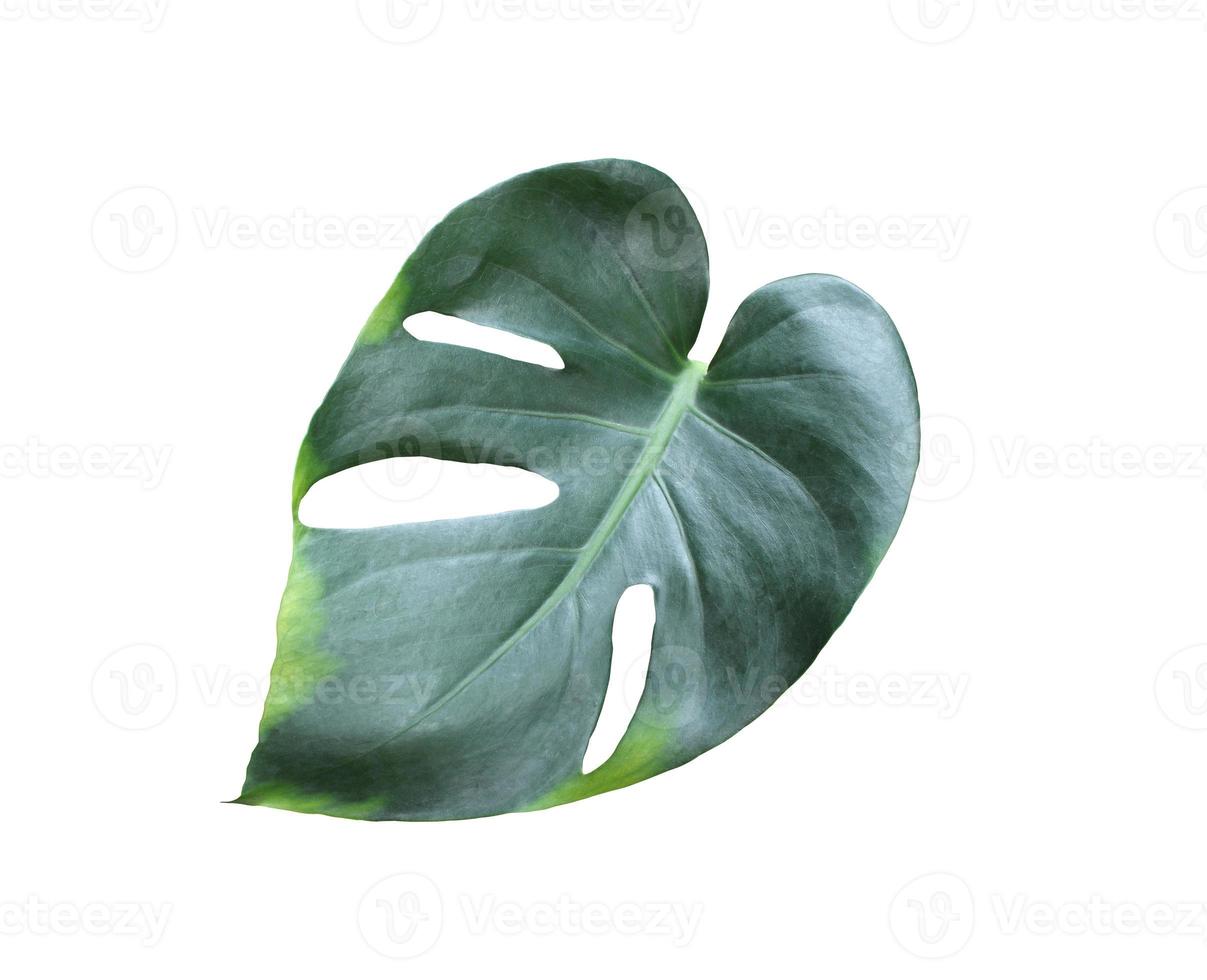 tropical jungle monstera leaves , Swiss Cheese leaf tree isolated on white background photo