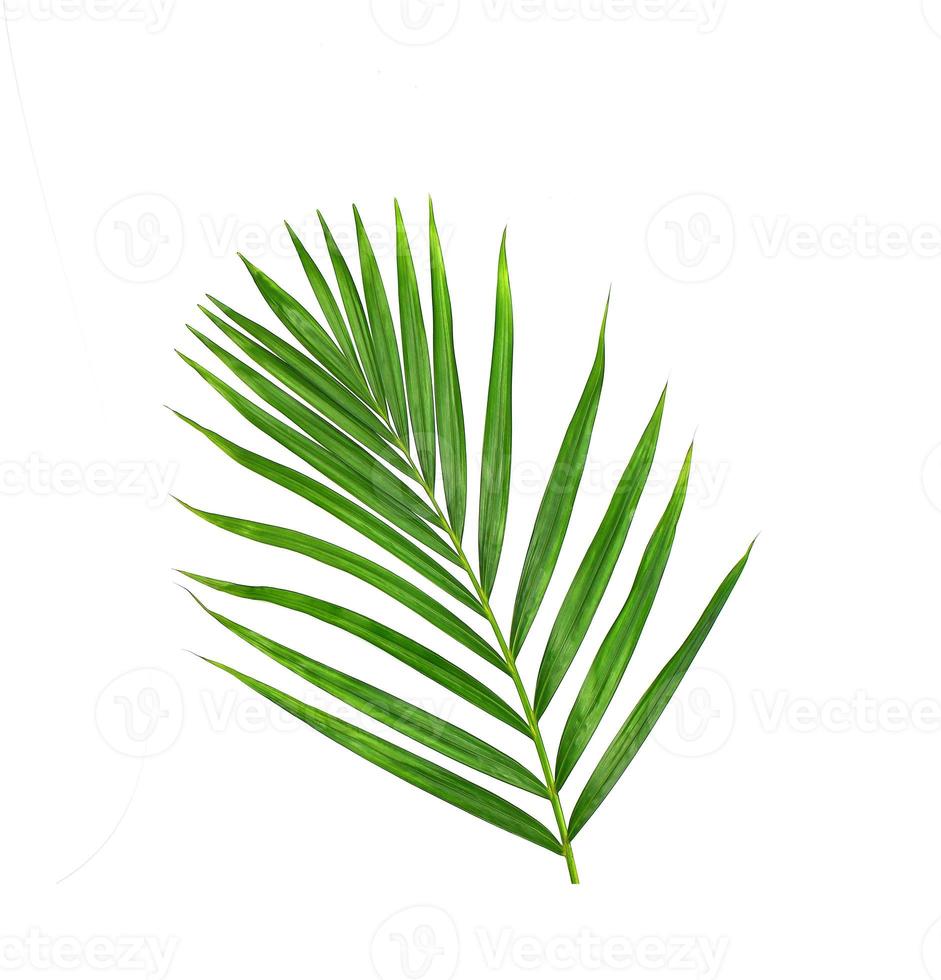 Green leaf of palm tree on white background photo