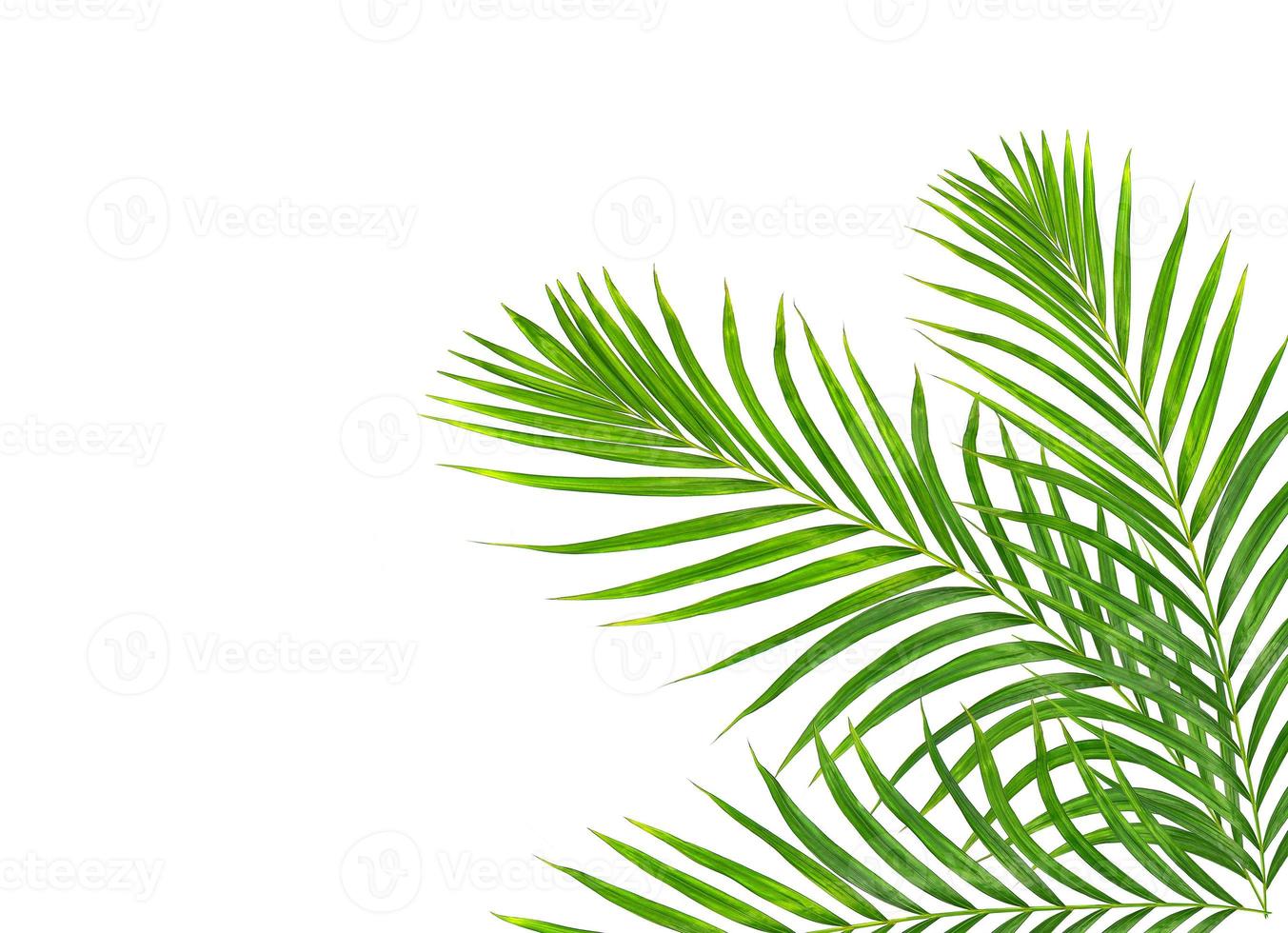 Green leaves of palm tree isolated on white background photo