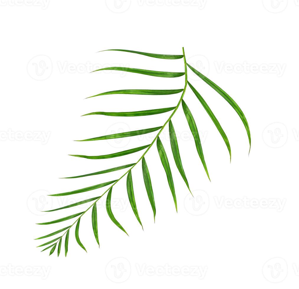 Green leaves of palm tree isolated on white background photo