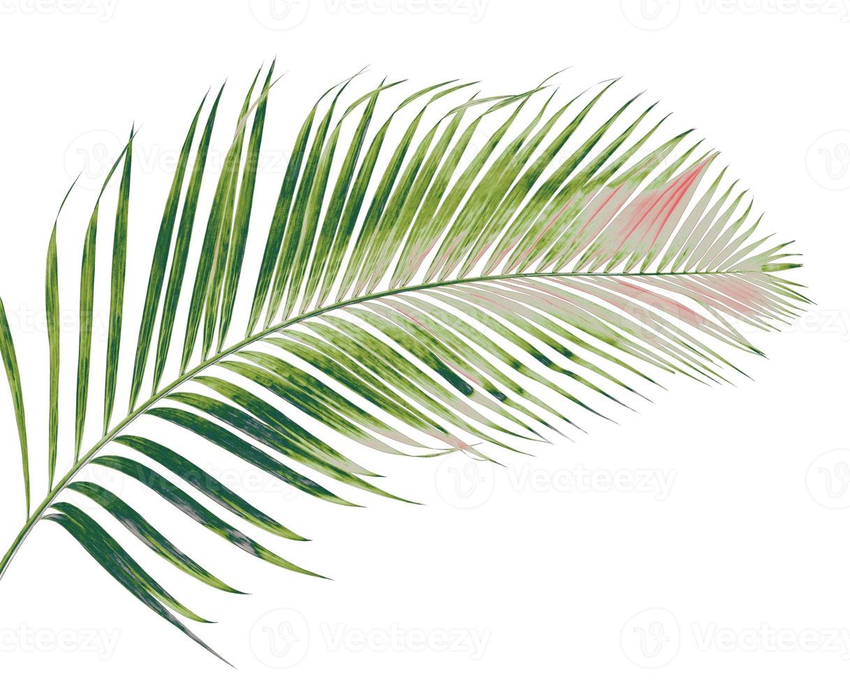 concept summer with green palm leaf from tropical . frond floral leaves branches tree isolated on white pattern background. flat lay, top view. photo