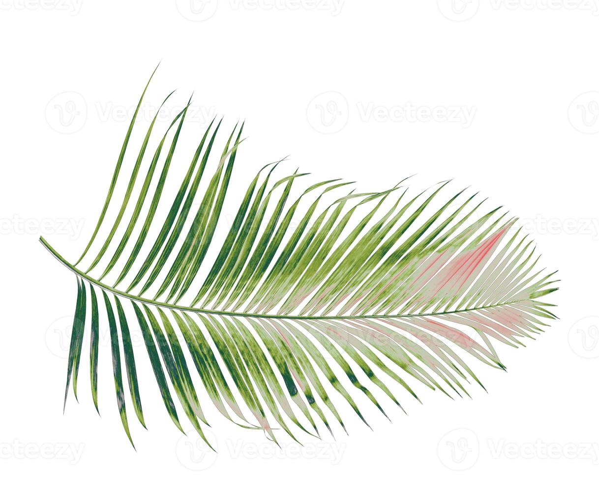 concept summer with green palm leaf from tropical . frond floral leaves branches tree isolated on white pattern background. flat lay, top view. photo