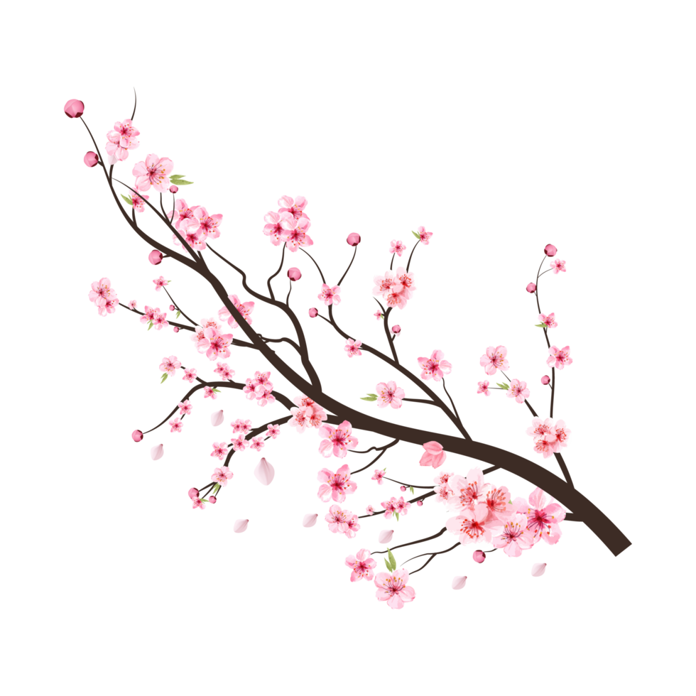 Cherry blossom branch with pink Sakura flower blooming. Almond branch vector on white background. Realistic watercolor cherry flower vector. Cherry blossom branch with Sakura. Watercolor flower. png