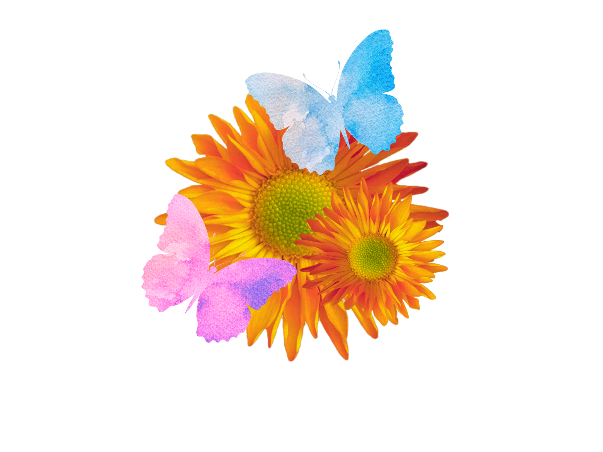Free Flowers with watercolour butterfly. Floral background. 8880198 PNG with Transparent Background Free Flowers with watercolour butterfly. Floral background. 8880198 PNG with Transparent Background