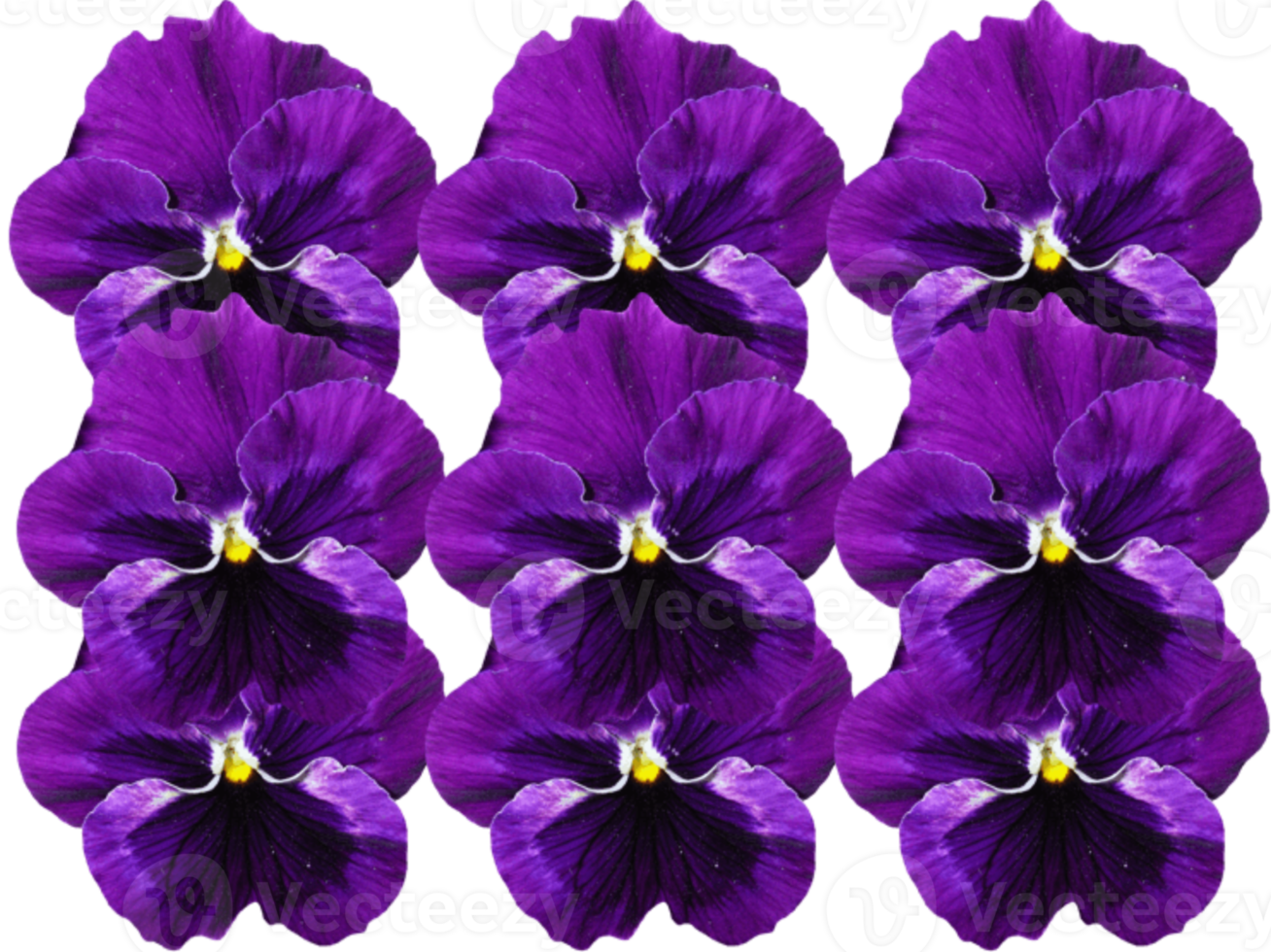 Violet flowers, purple pattern, background. png
