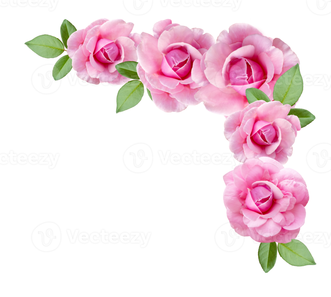 Pink rose flowers and buds in a corner arrangement png