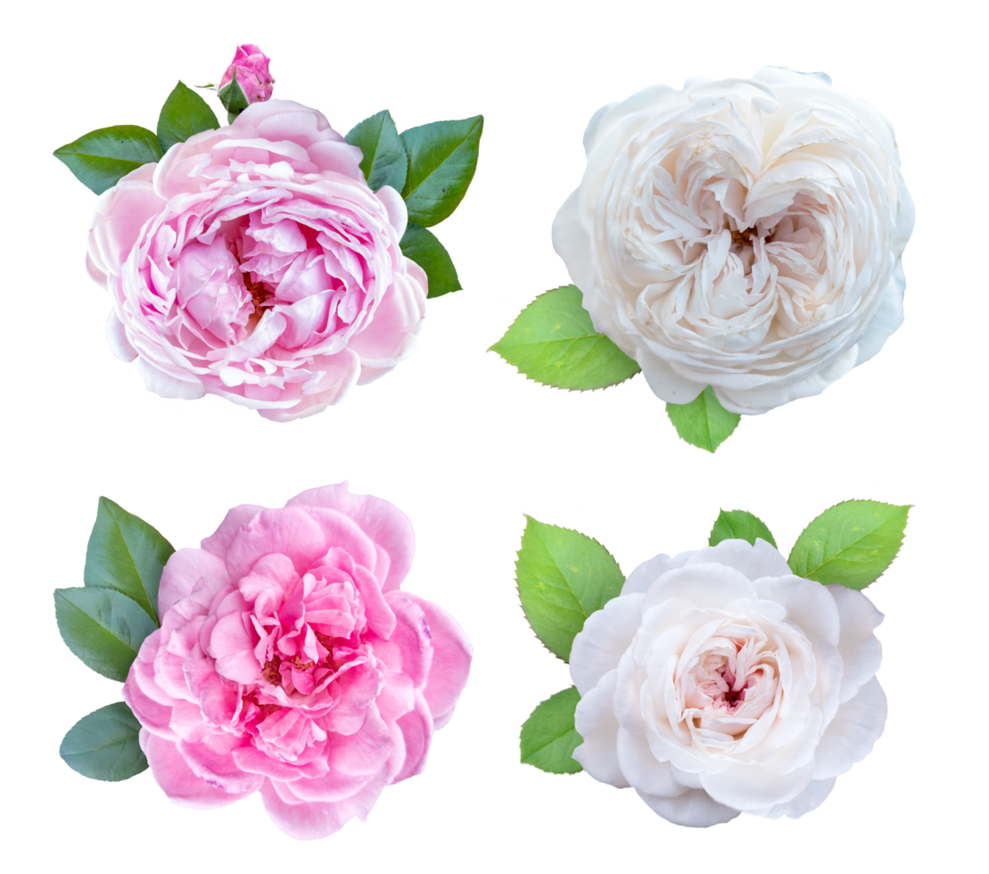 Gentle pink and white rose png