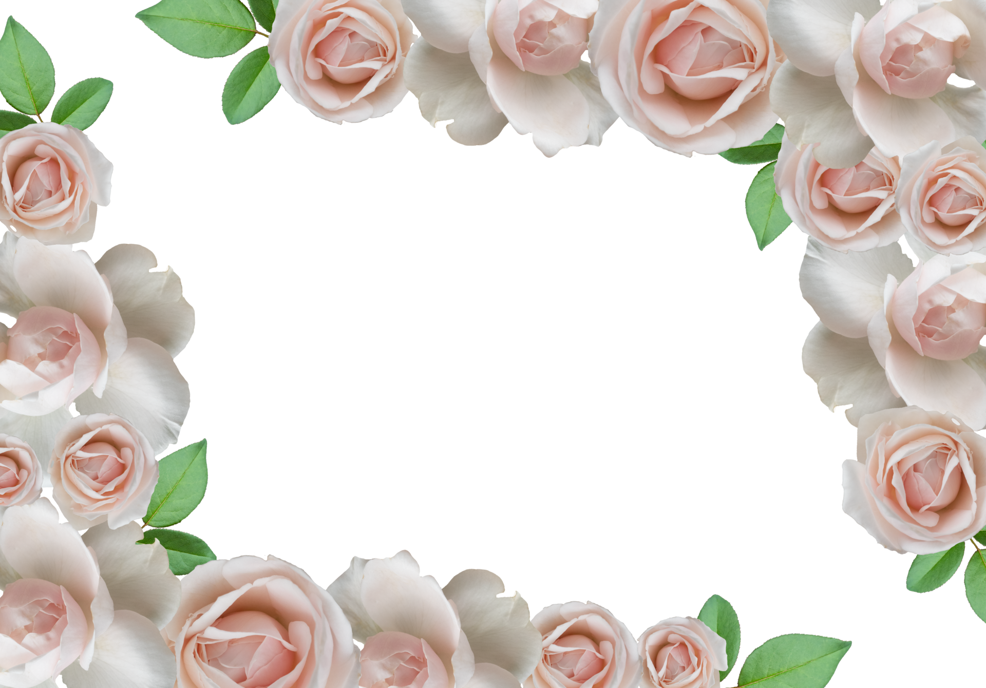 Arreglo gratuito de rosas blancas.  marco de rosas de flores.  8880230 PNG con fondo transparente