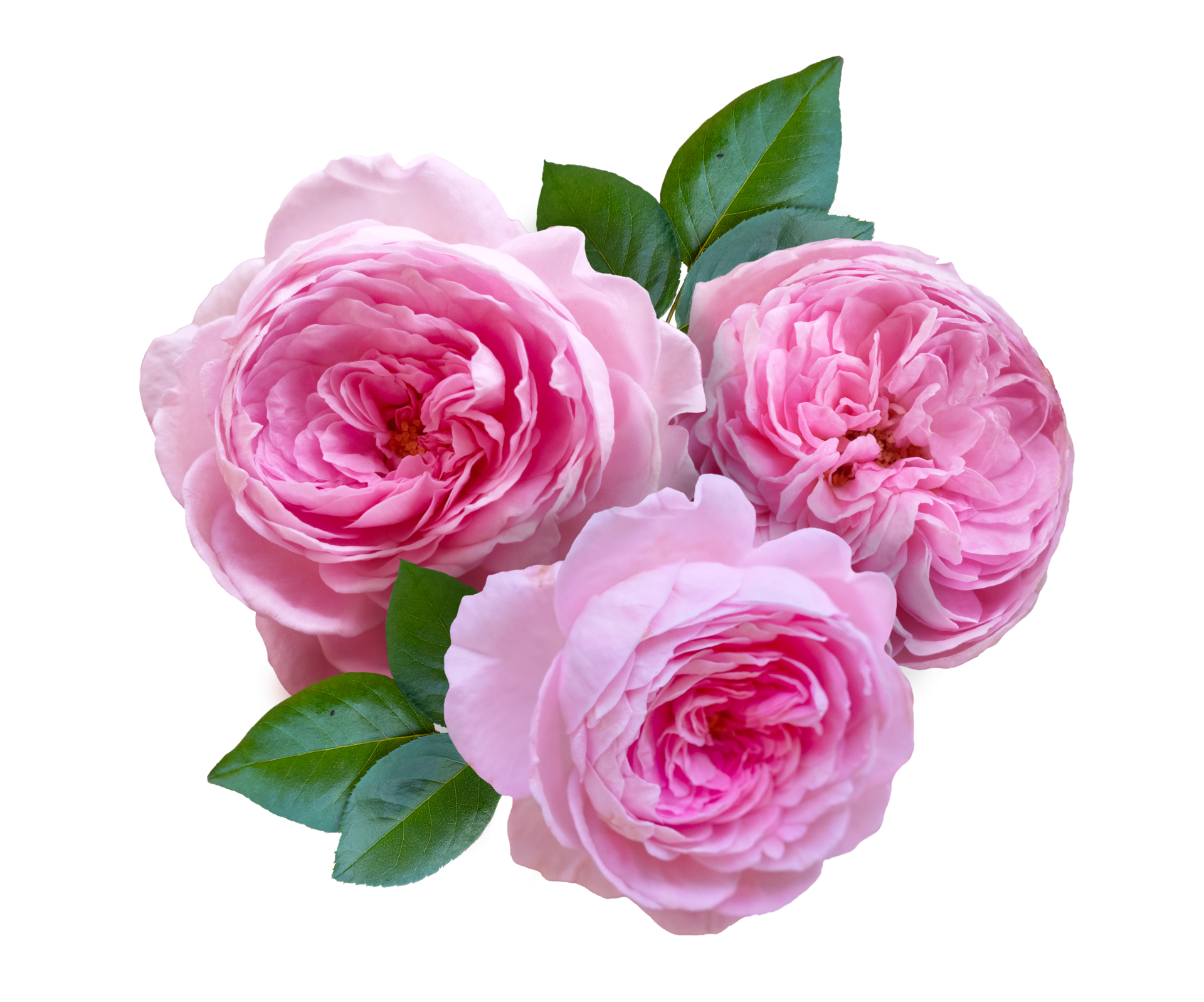 Gratis arreglo de rosas 8880234 PNG con fondo transparente