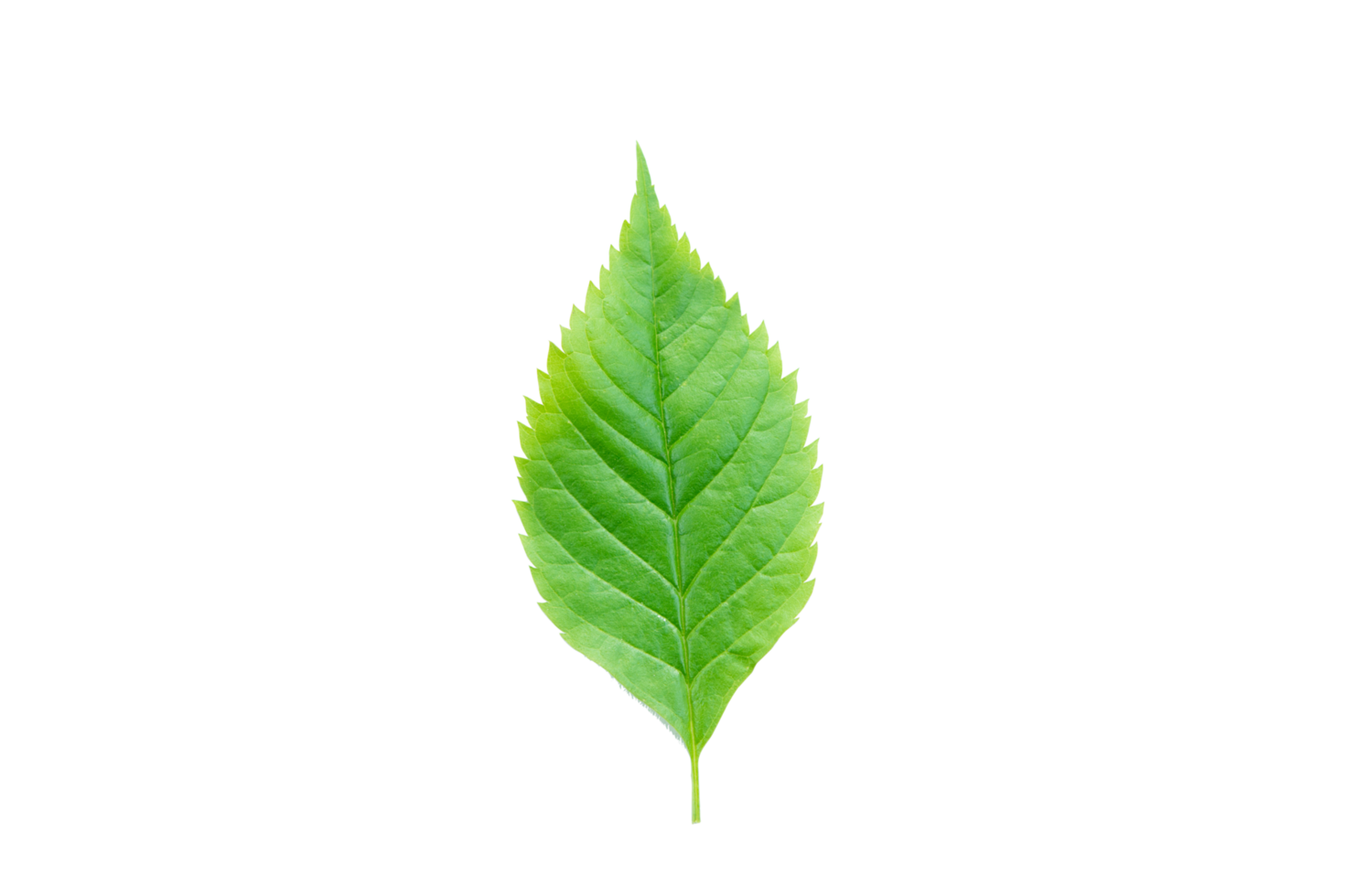 Green leaf, Green leaves 8880441 PNG