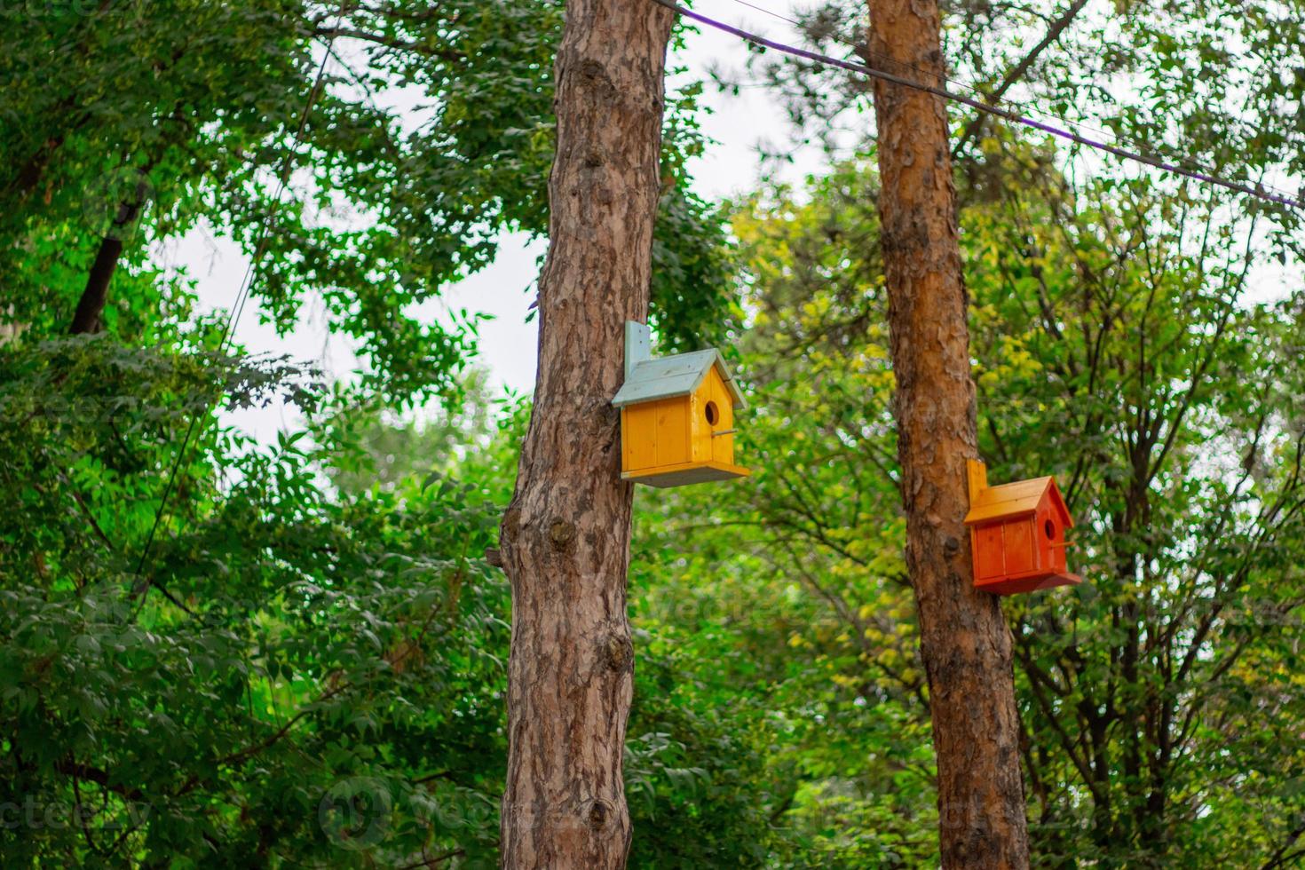 Bird house on a tree photo