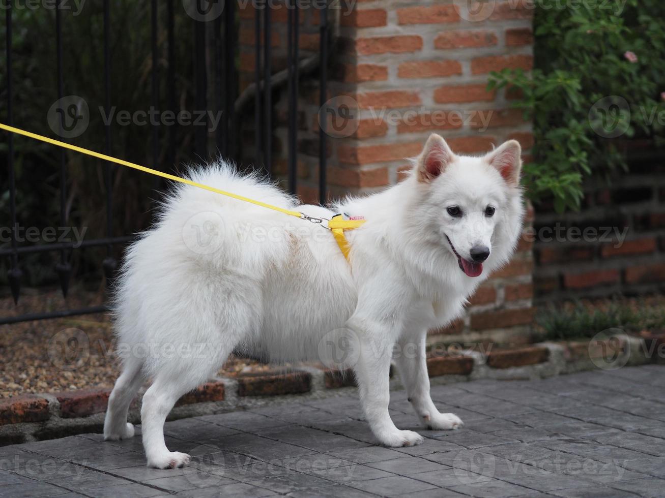 Labrador Japanese Spitz Buy Shop Www pinnaxis