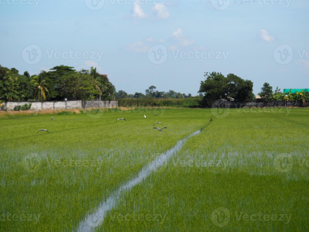 green paddy rice in the field plant, Jasmine rice on bush tree cloudy sky of nature background photo