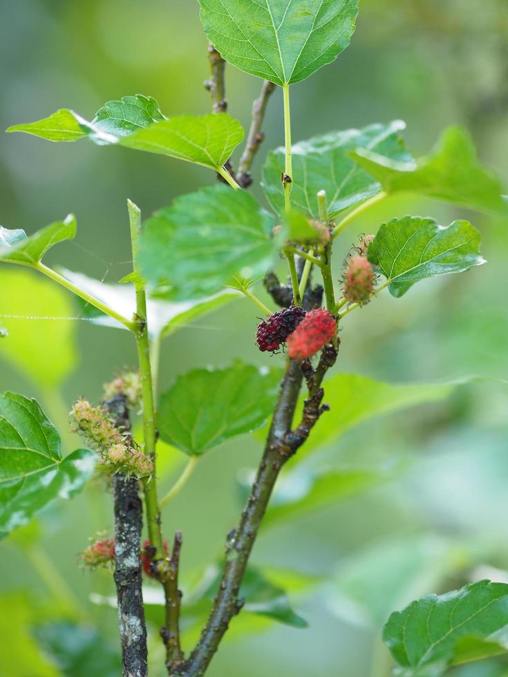 Mulberry fruit blooming on tree in garden on blurred of nature background photo