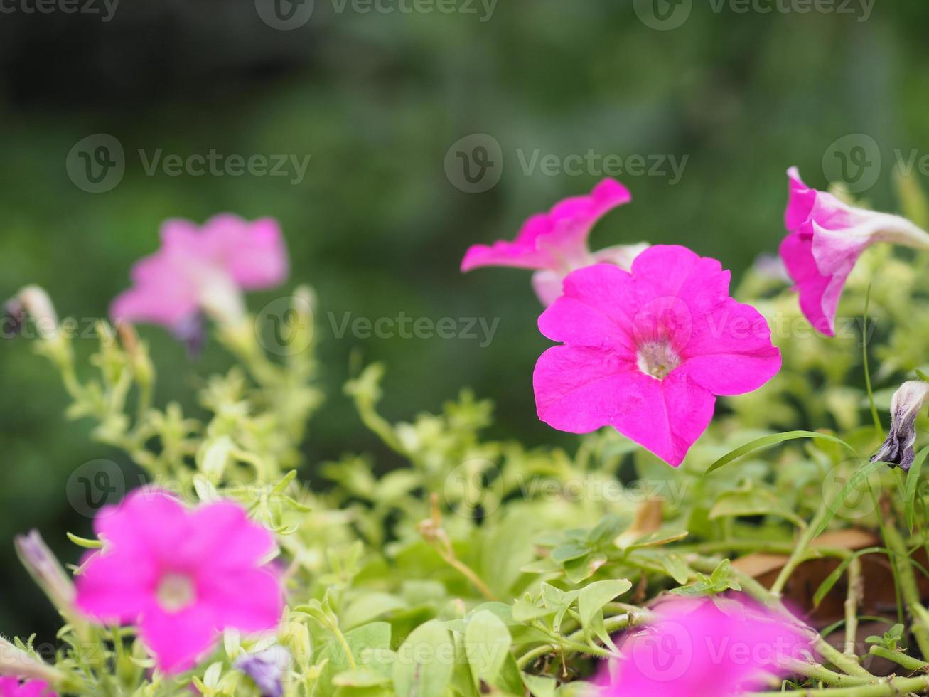 Wave dark pink Cascade color, Family name Solanaceae, Scientific name Petunia hybrid Vilm, Large petals single layer Grandiflora Singles flower blooming in garden on blurred nature background photo