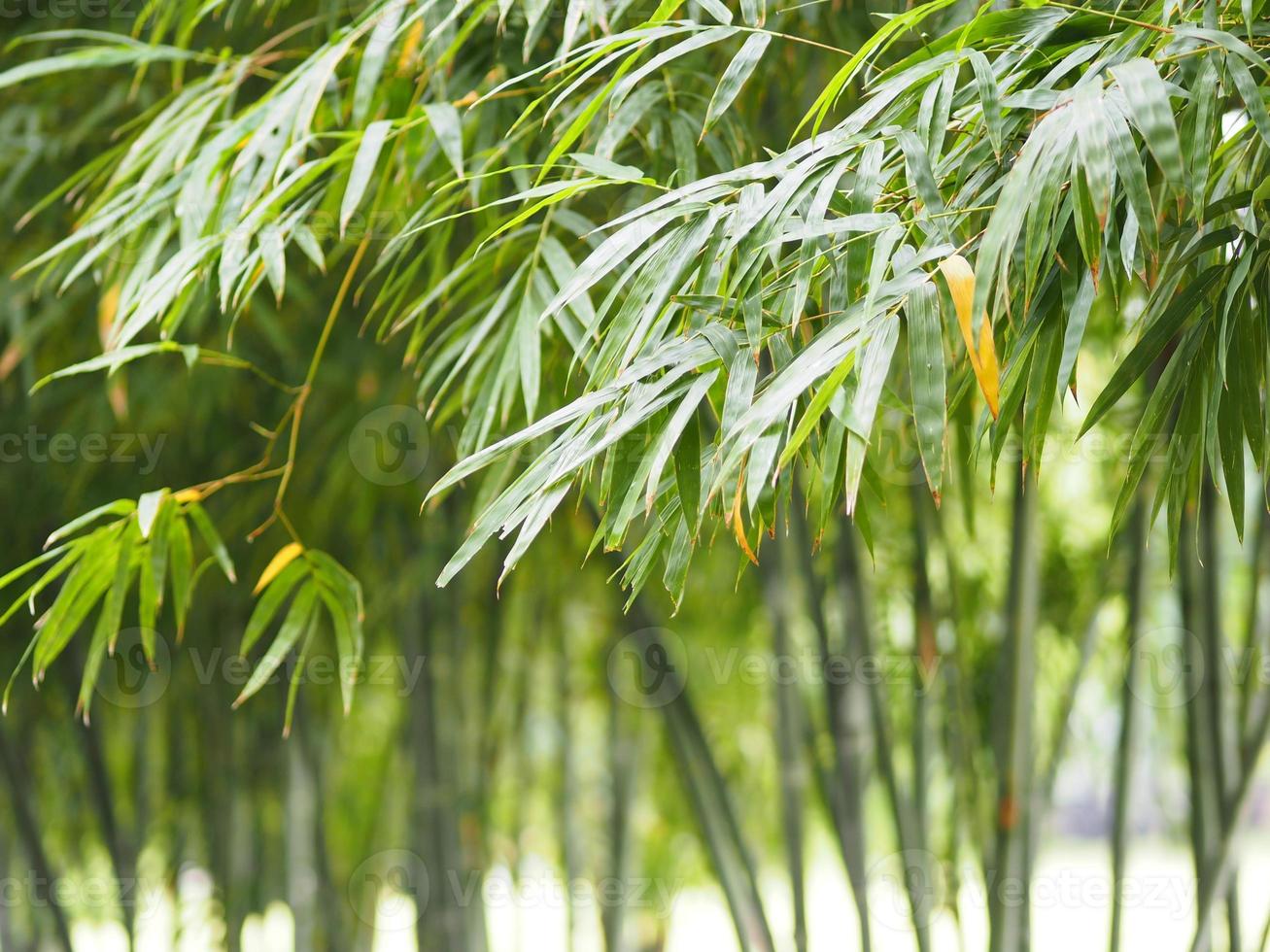 bamboo tree in garden nature background photo