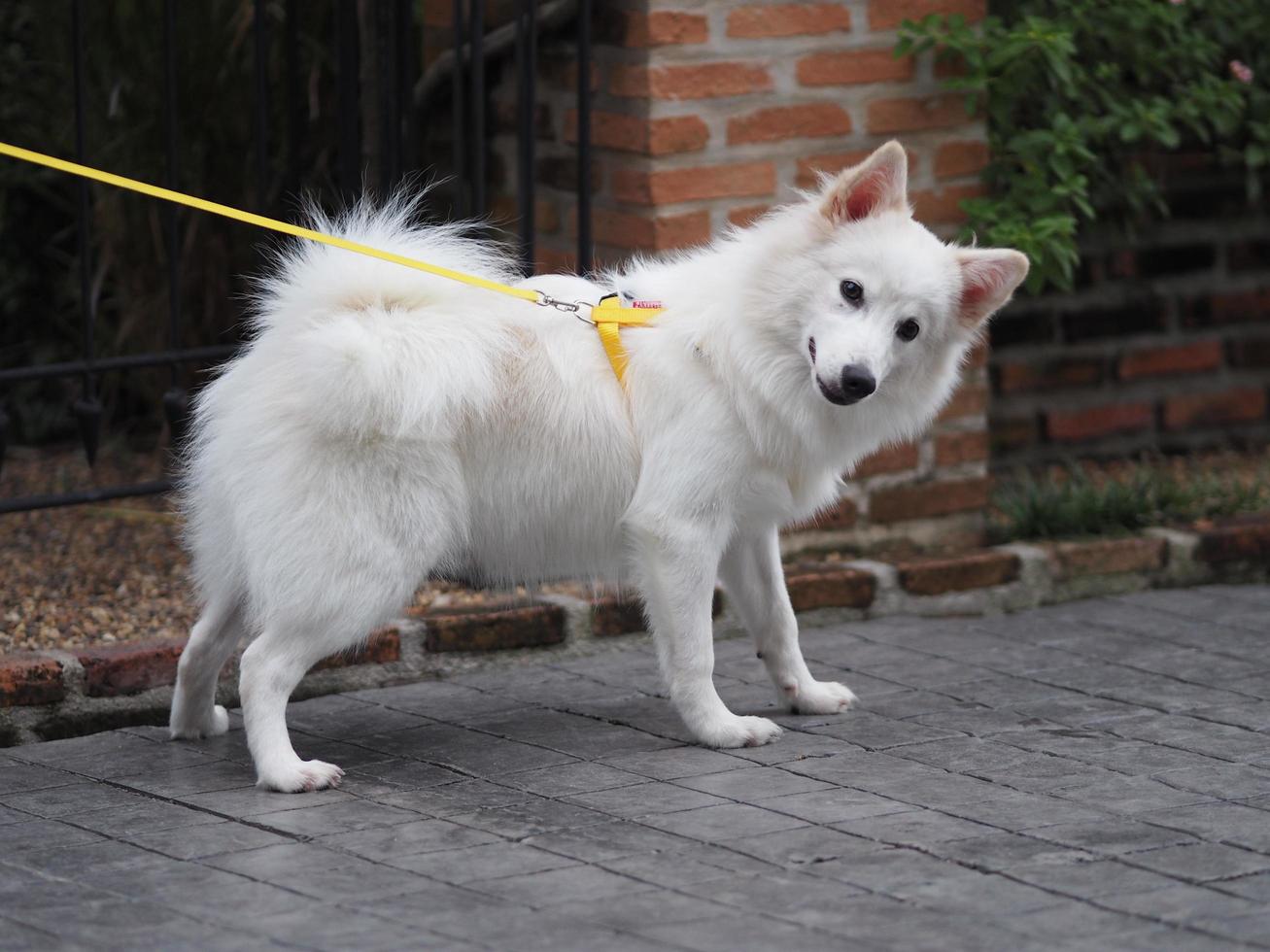 white dog stand photo