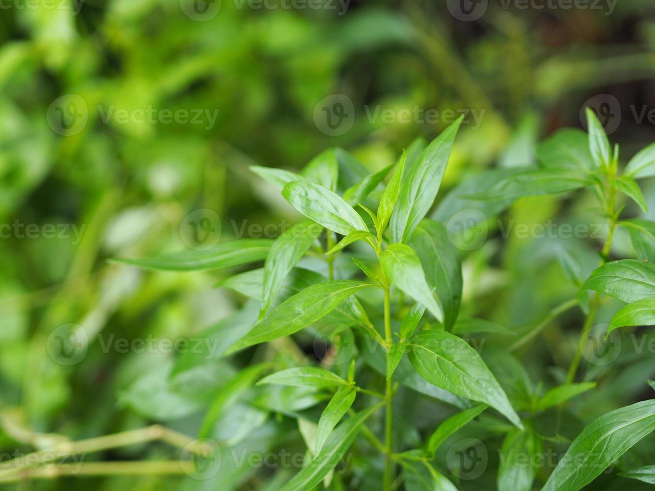 King of bitters Andrographis paniculata Burm, Wall. Ex Nees, Fah Talai jhon, Thai herbs relieve sore throat, reduce fever, heat up the cold green leaves vegetable nature protect coronavirus, covid-19 photo