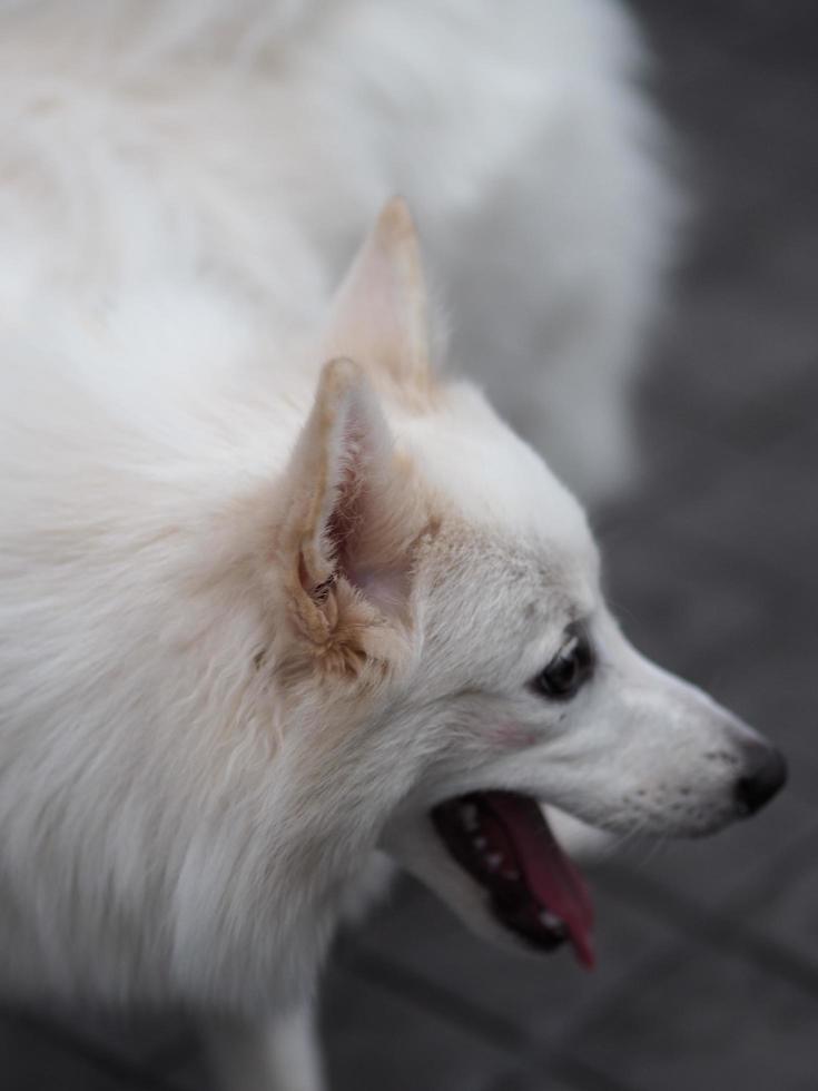 white dog stand photo