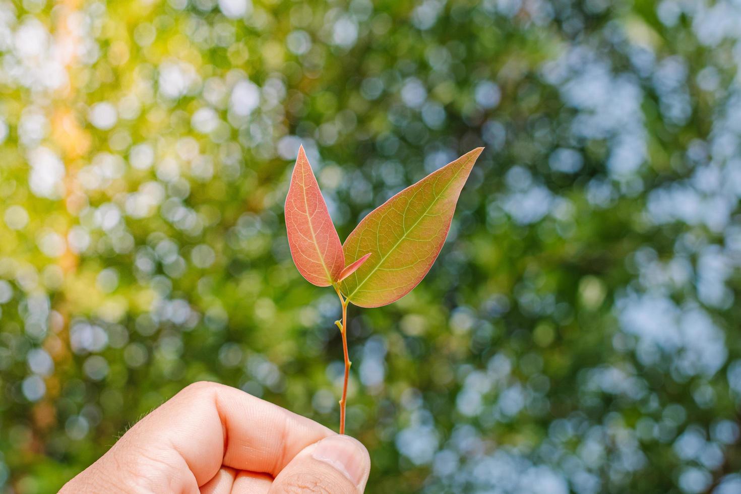 Closeup nature view of Tree top green leaf in garden at summer under sunlight. Natural green plants landscape using as a background or wallpaper. photo