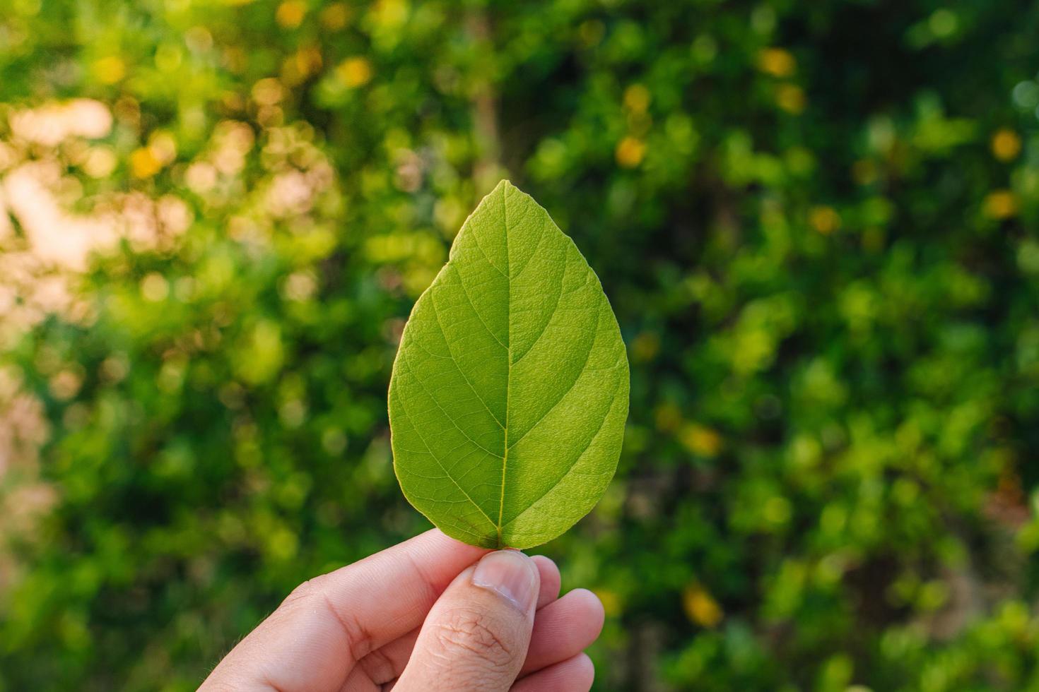 Closeup nature view of Tree top green leaf in garden at summer under sunlight. Natural green plants landscape using as a background or wallpaper. photo