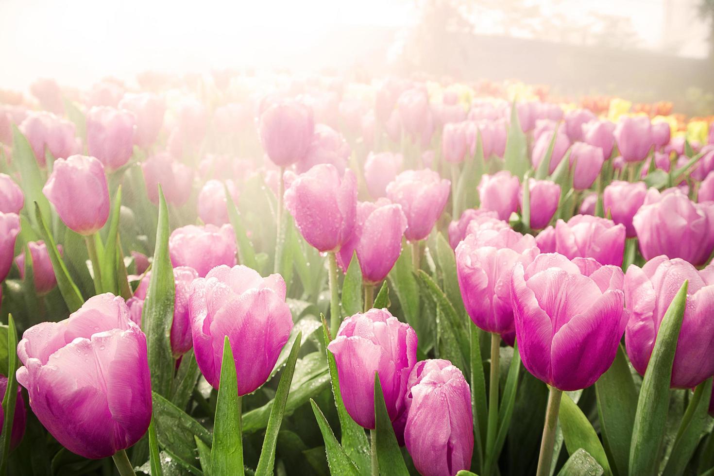 Colorful tulips in the garden with natural light. photo