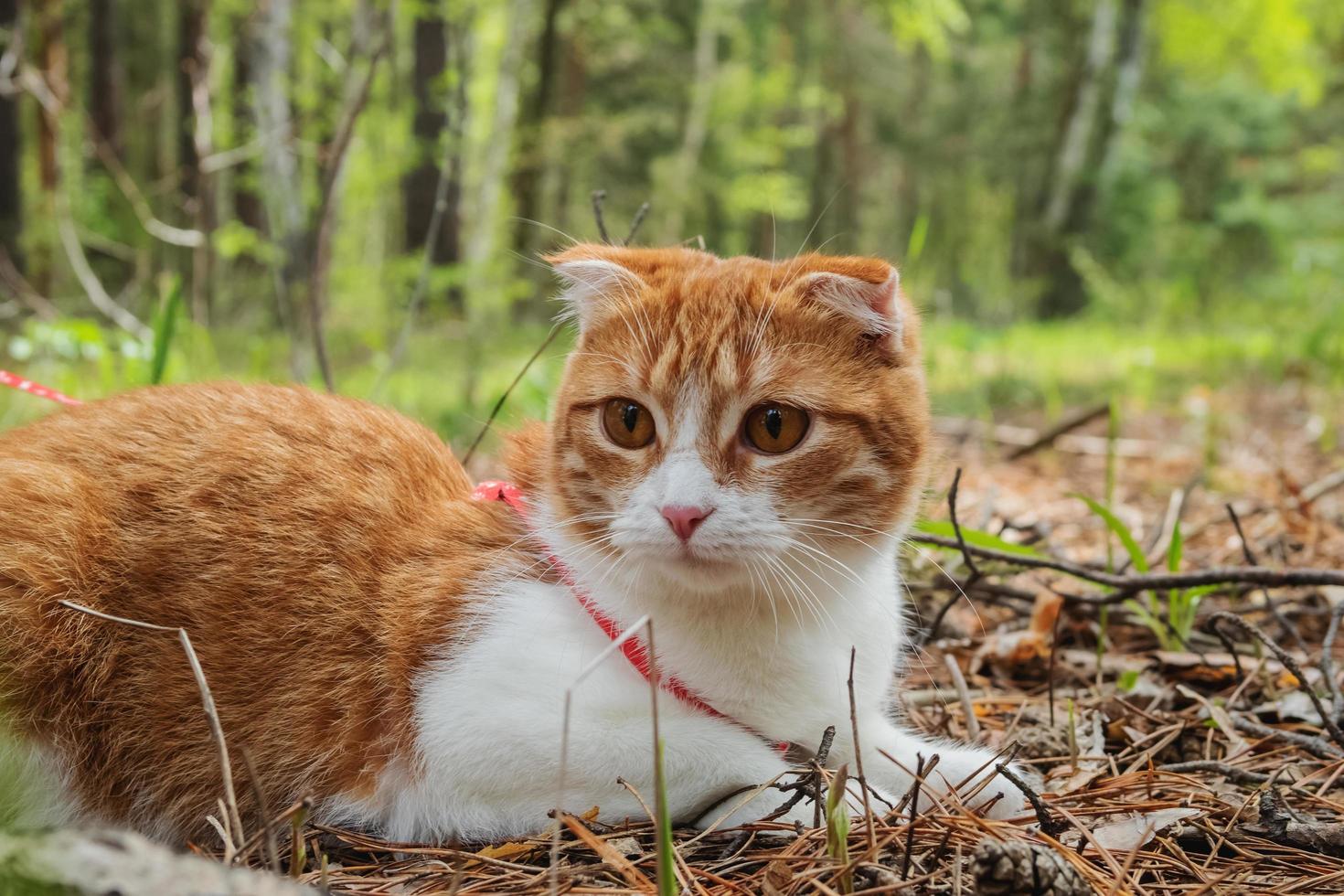 Red fold cat in the forest. photo