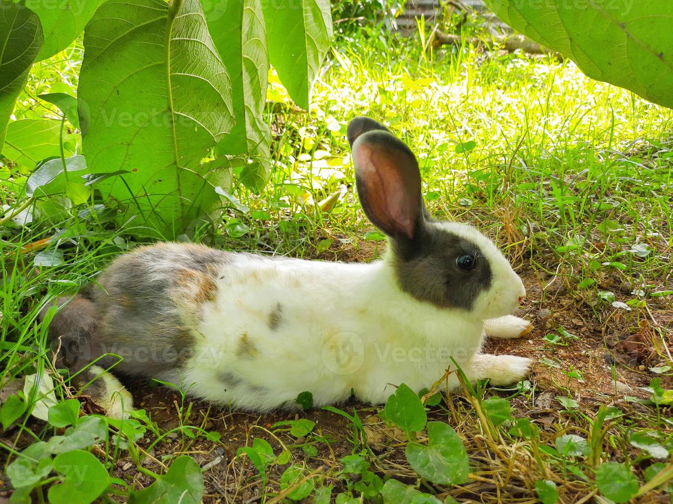 A white-gray rabbit eating foot on the grass field. a white gray fluffy eared rabbit sits on a green meadow and eats young green grass close up, in the evening, with bright warm sunlight. photo