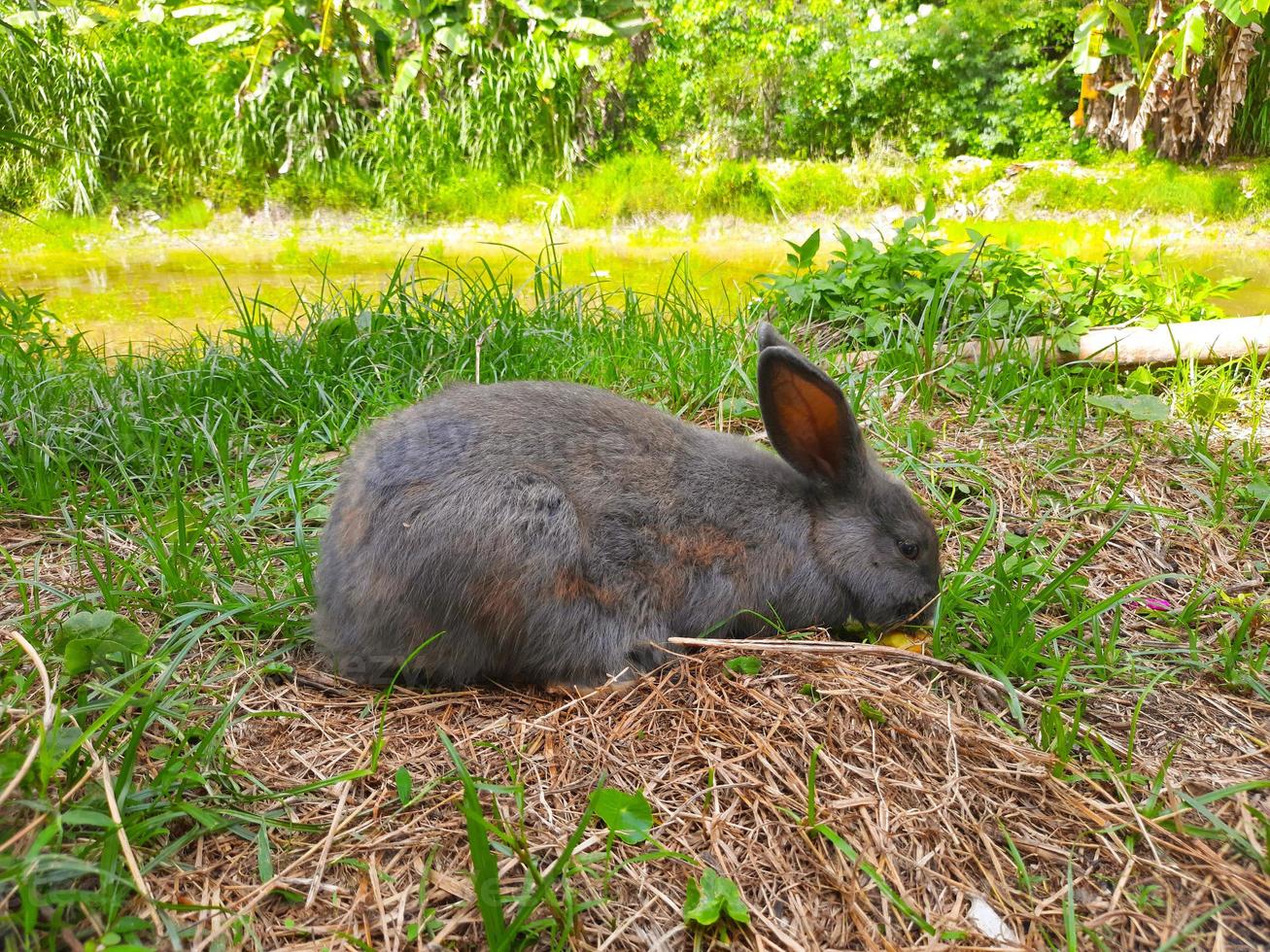 A gray rabbit eating foot on the grass field. a gray fluffy eared rabbit sits on a green meadow and eats young green grass close up, in the evening, with bright warm sunlight. Easter Bunny. photo