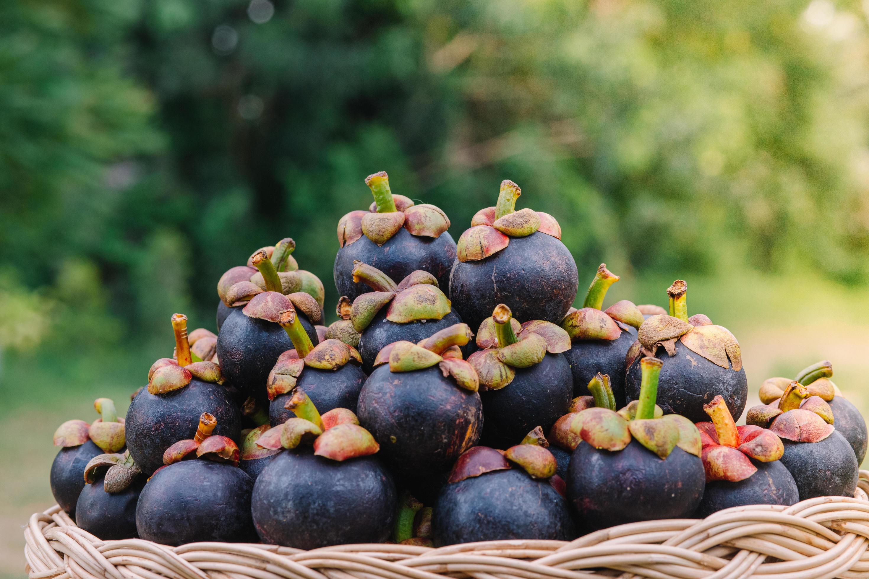Mangosteen is a fruit from Asia that has been very popular. Mangosteen