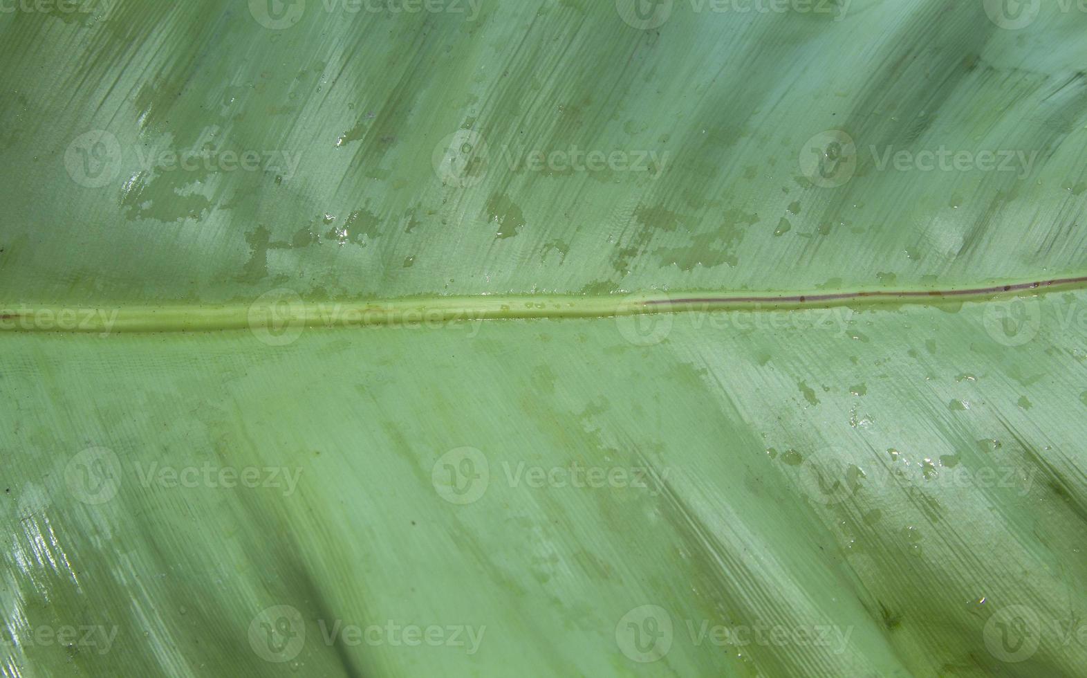 Osaka fern, or green bird's nest fern, has large leaves and a beautiful natural pattern. It is a plant grown to beautify the garden and purify the air. photo