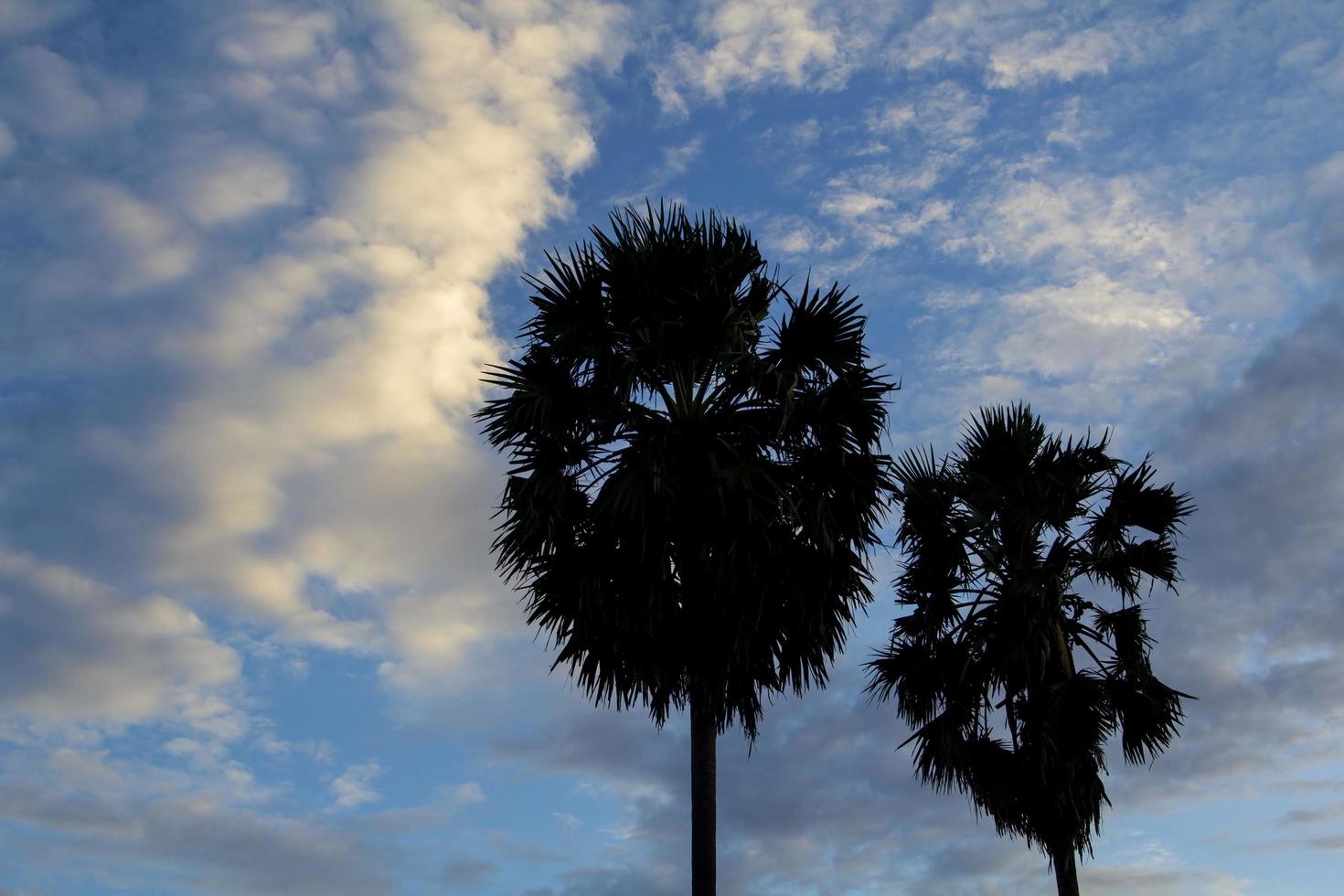 palm trees in the evening Beautiful colorful sky and clouds background in the evening before the sun sets today. photo