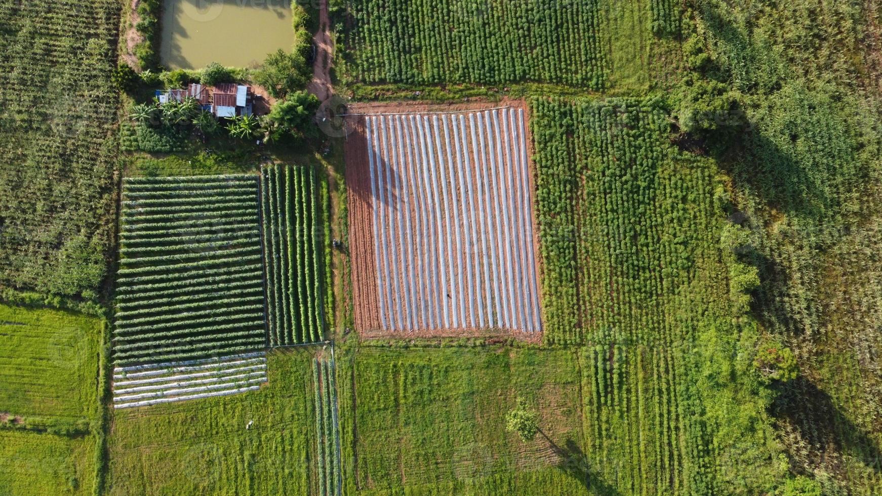 Panorama green rice field with mountain background. photo