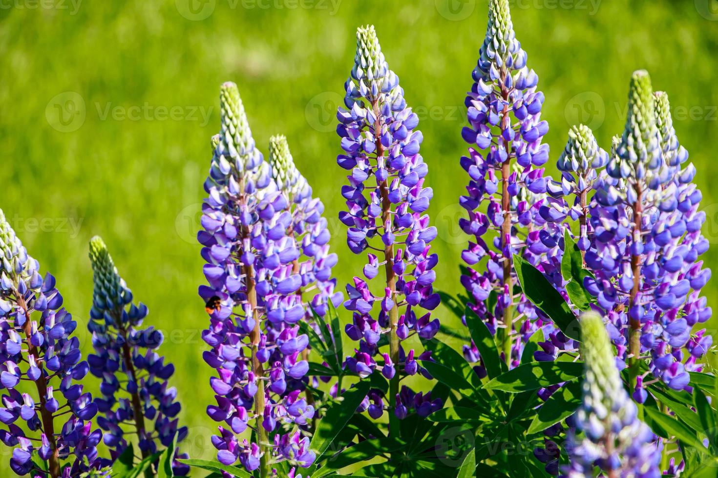 Purple lupine flowers in the sun. Blooming wild plants. Lupines field. photo