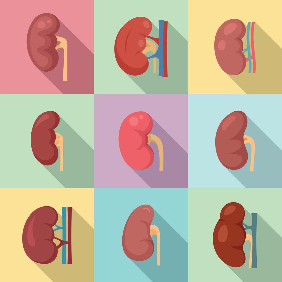 Kidney icons set, flat style vector