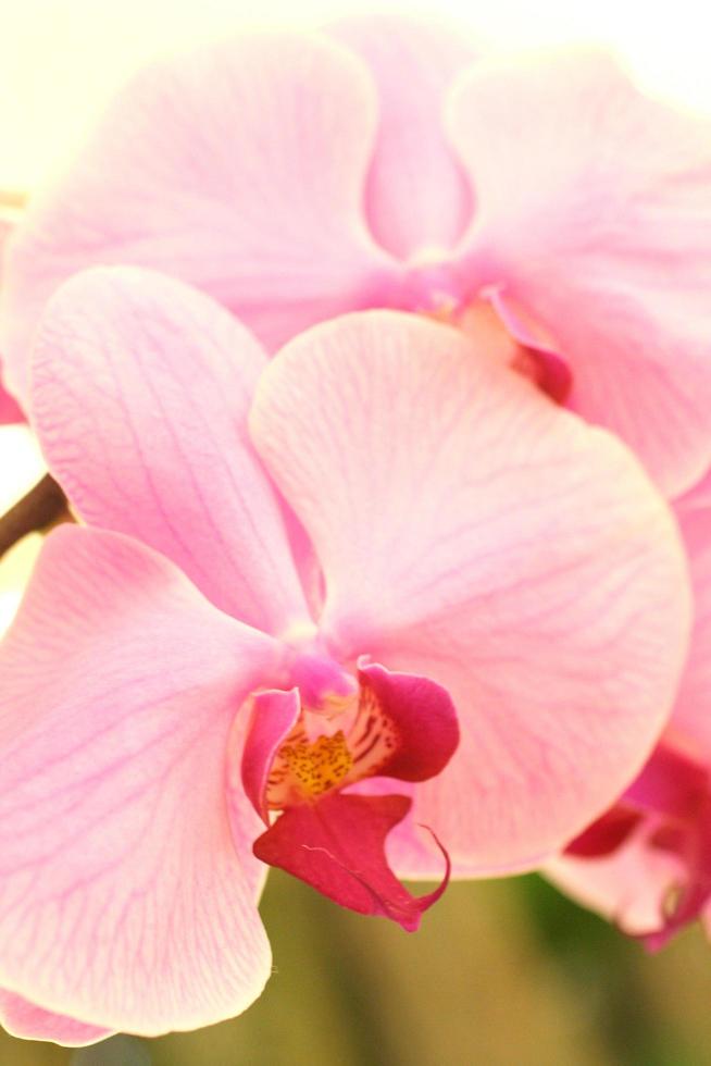 Pink orchid flower photo