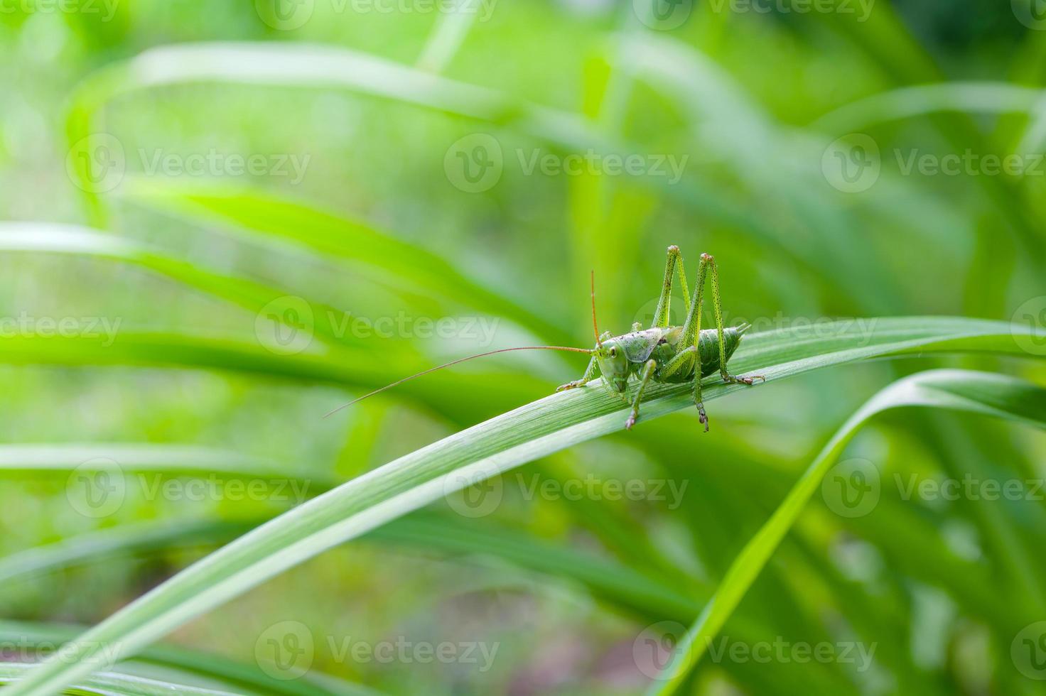 Green grasshopper insect on a long leaf. photo