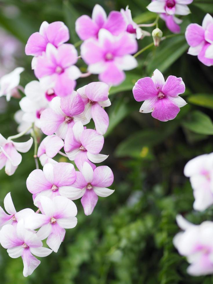 Pink, purple orchids Dendrobium lindley, Orchidaceae, Dendrobium phalaenopsis beautiful bouquet on blurred of nature background photo