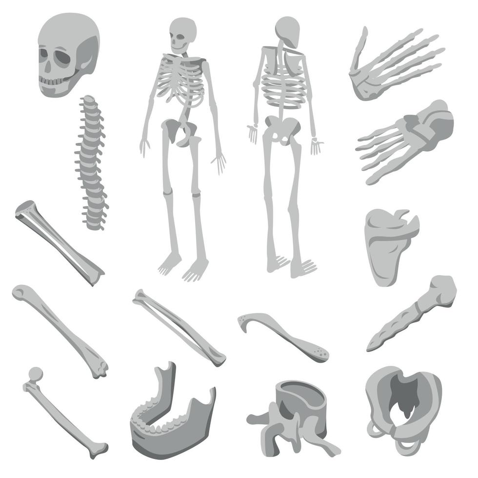 Skeleton icons set, isometric style vector