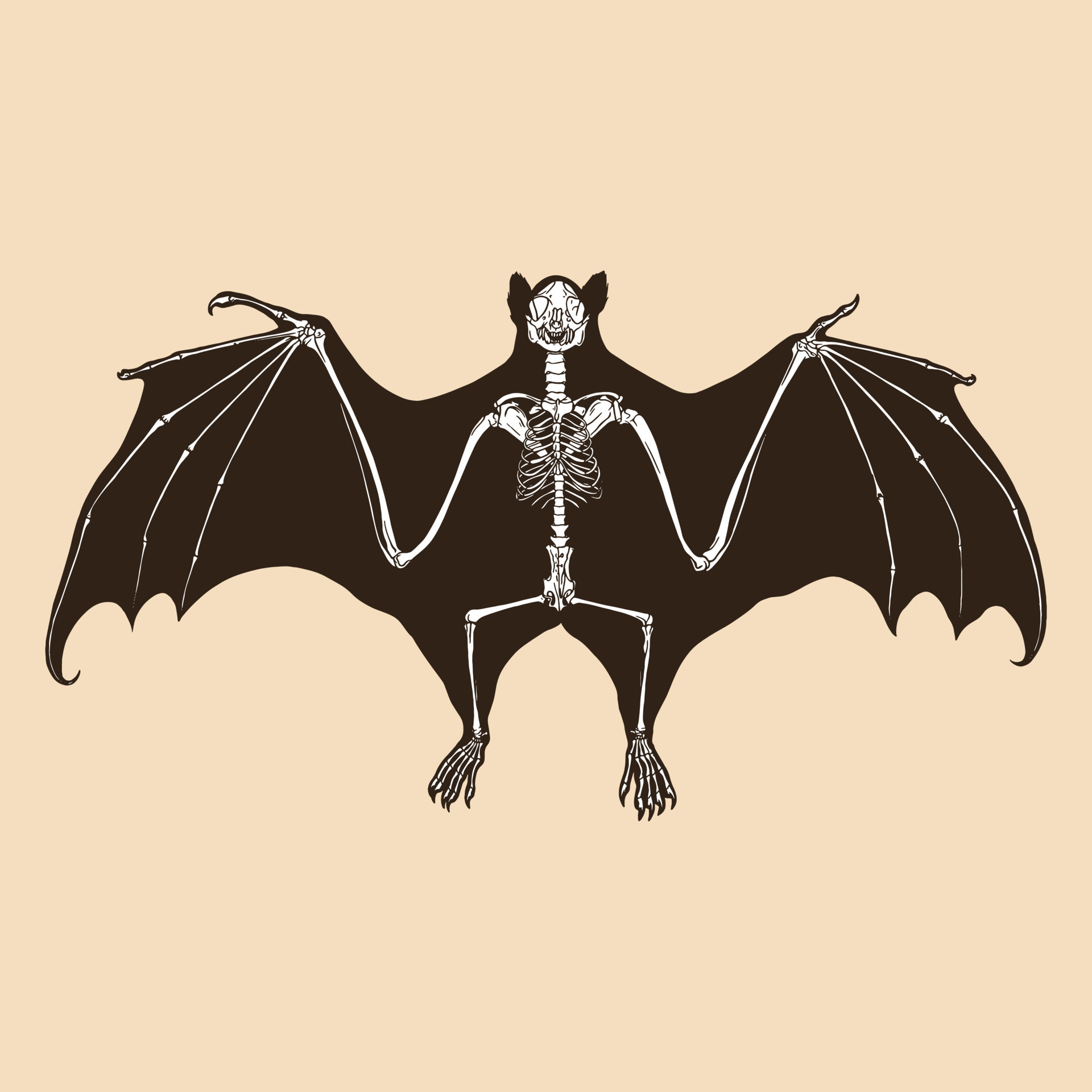 Skeleton fruit bat vector illustration 8888335 Vector Art at Vecteezy