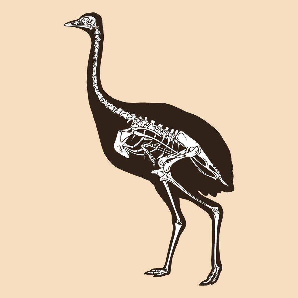 Skeleton greater rhea vector illustration