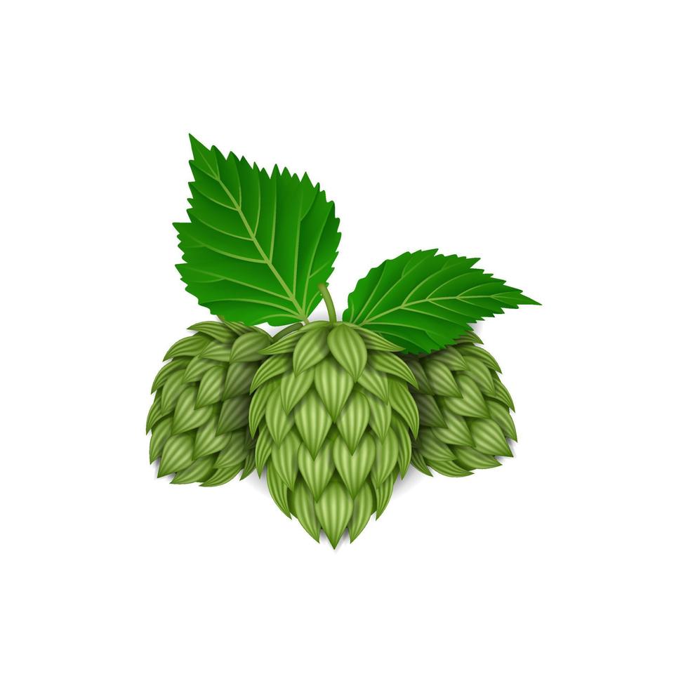 isolated hop illustration with leaves vector