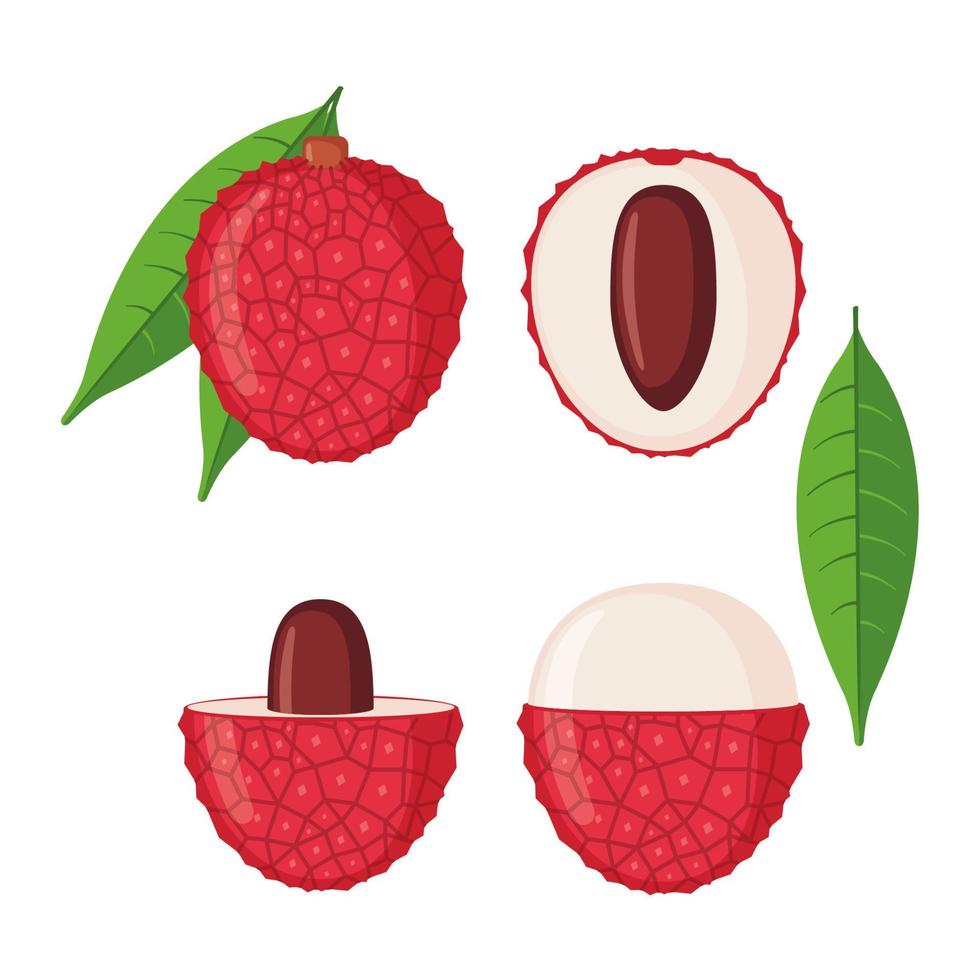 Lychee fruit icons set in flat style isolated on white background. Whole and half lychee with leaves. Vector illustration.