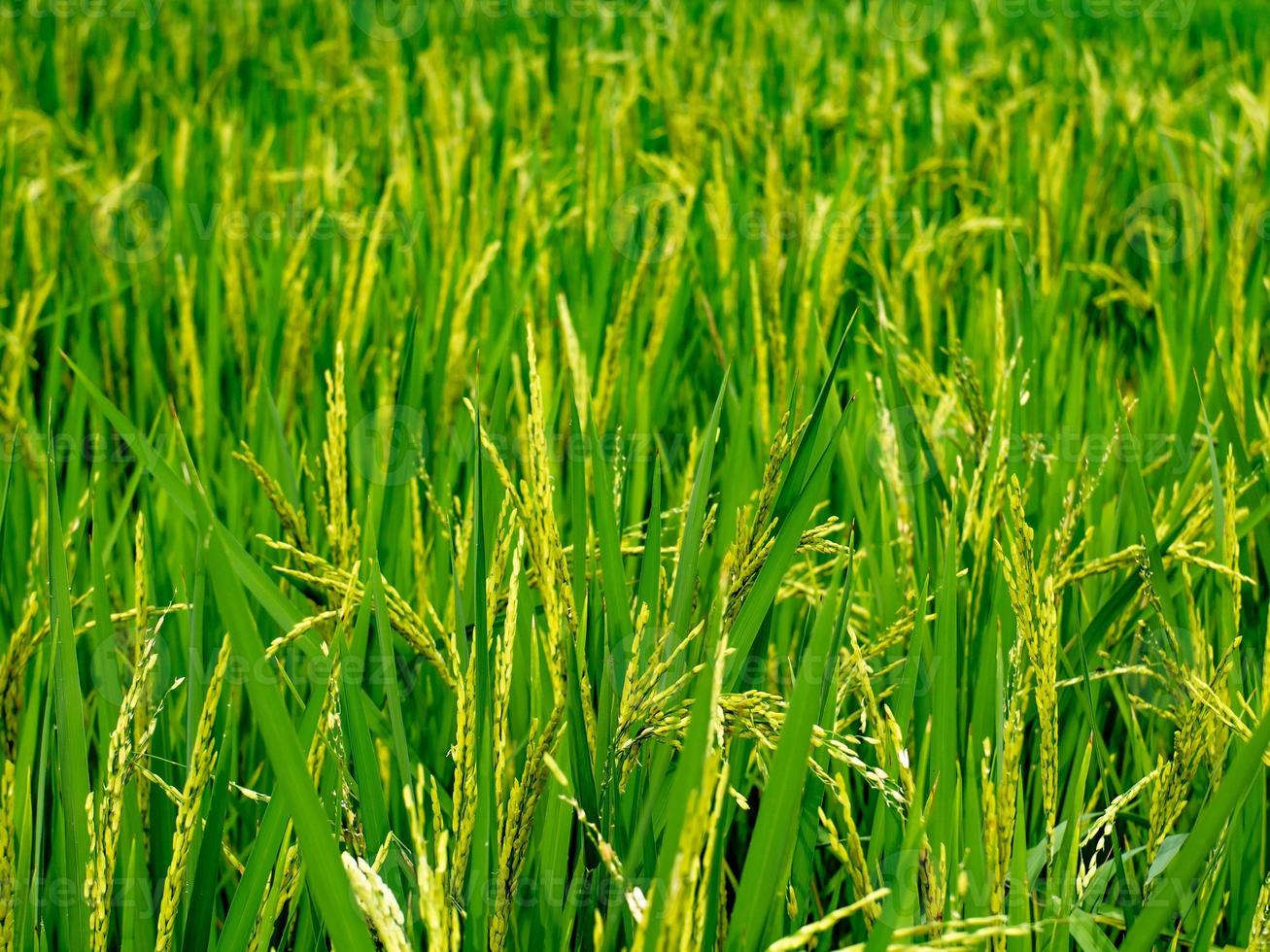 rice plant is growing and yielding photo