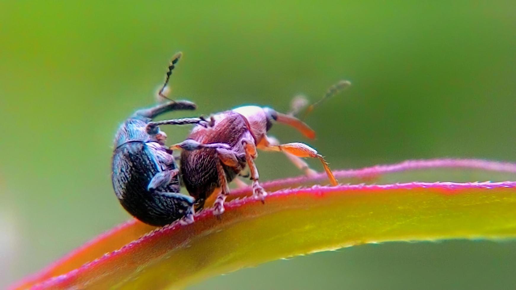 close-up of small insects photo