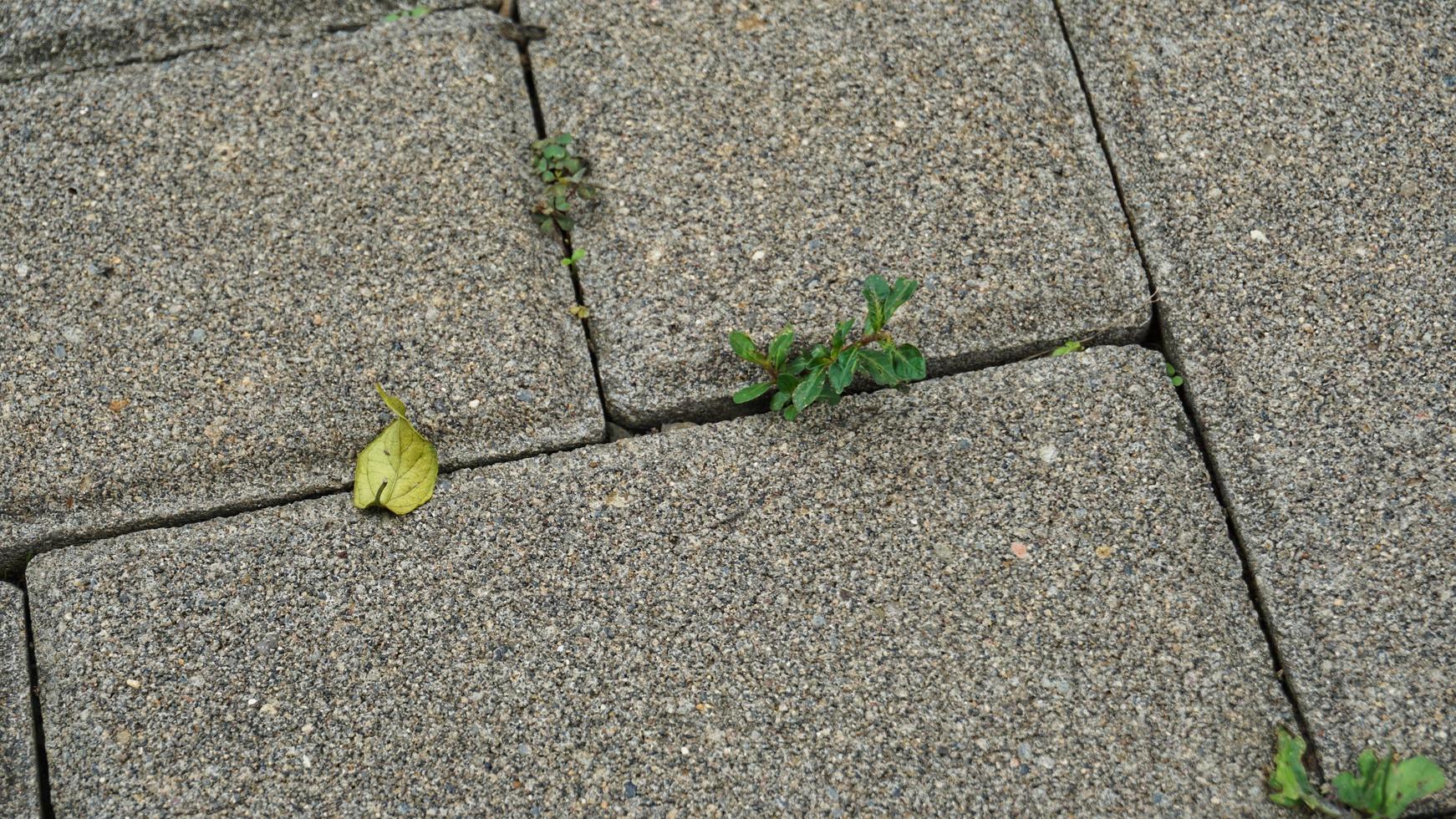 Cement block pathway or paving blocks photo