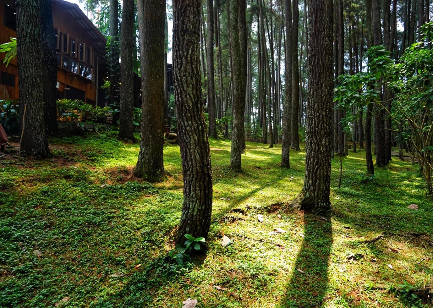 sunlight that enters through the gaps in the trees in the forest photo