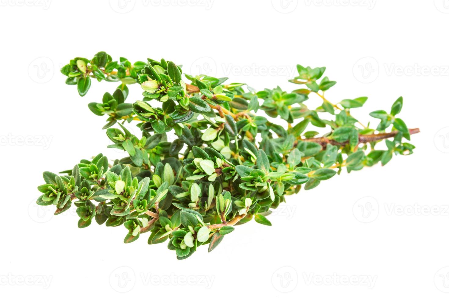 Thyme on white background photo